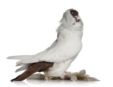 German helmet with feathered feet pigeon in front of white background clipart