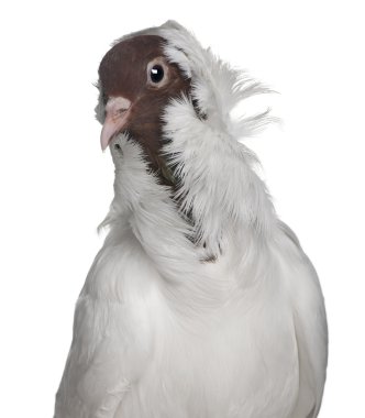 German helmet with feathered feet pigeon perched on stick in front of white background clipart