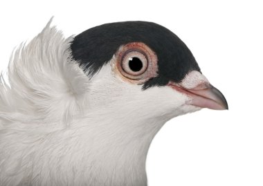 Polish helmet or Kryska Polska, a breed of fancy pigeon, perched on stick in front of white background clipart