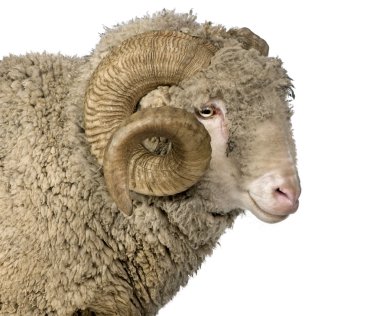 Arles Merino sheep, ram, 5 years old, standing in front of white background clipart
