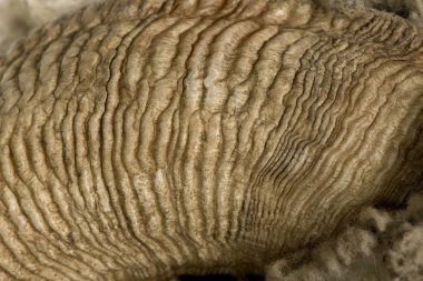 Close-up of Arles Merino sheep horn clipart