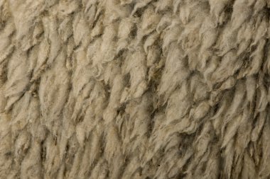 Close-up of Arles Merino sheep wool clipart