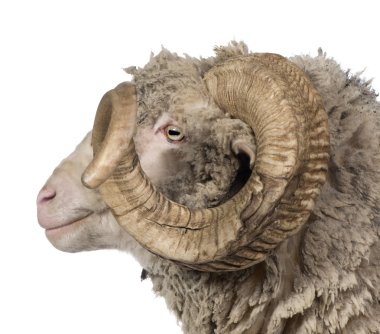 Side view of Arles Merino sheep, ram, 5 years old, in front of white background