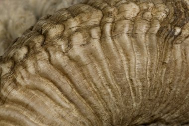 Close-up of Arles Merino sheep horn clipart