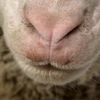 Close-up of Arles Merino sheep nose and mouth clipart