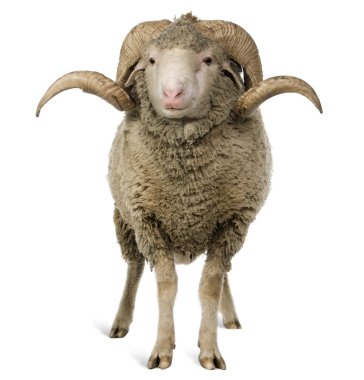 Arles Merino sheep, ram, 1 year old, sitting in front of white background clipart