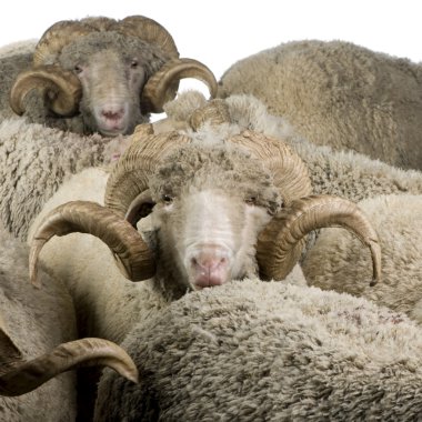 Herd of Arles Merino sheep, rams, in front of white background clipart
