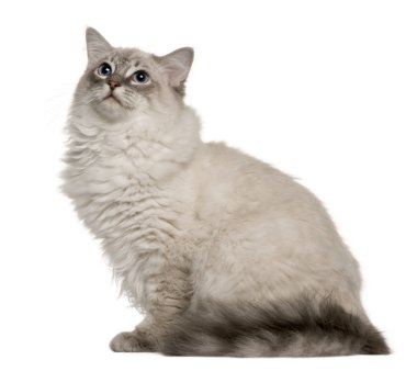 Ragdoll (6 months old) clipart