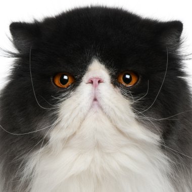 Close up of a Persian (10 monhs old) clipart