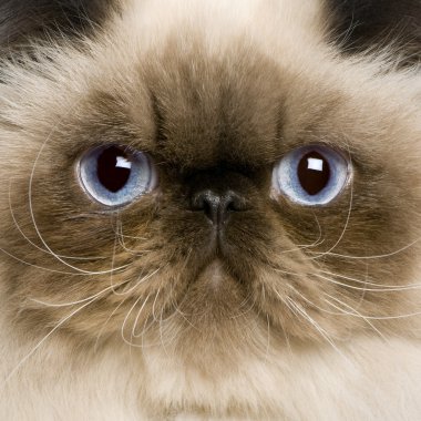 Close up of a Persian (8 monhs old) clipart