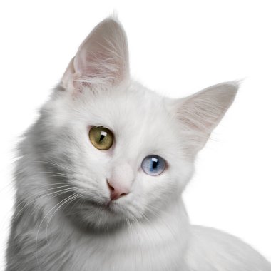 Close up of a Turkish Angora (18 months old) clipart