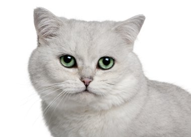 British Shorthair (5 years old) clipart