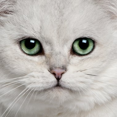 British Shorthair (5 years old) clipart