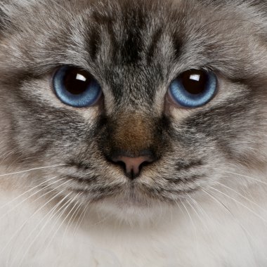 Close up of a Birman (8 months old) clipart