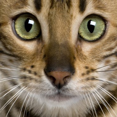 Close up of a Bengal kitten (7 months) clipart