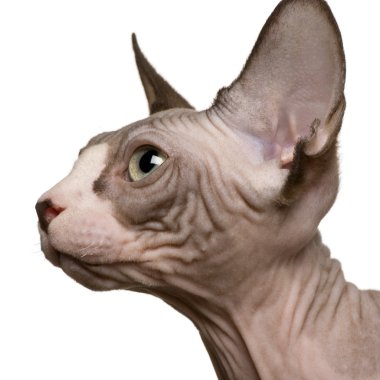 Sphynx kedi yavrusu (4 ay eski yakın çekim)