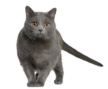 Chartreux (3 years old) clipart