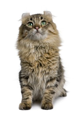 American Curl (8 months old) clipart