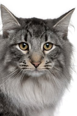 Close up of a Siberian (8 months old) clipart