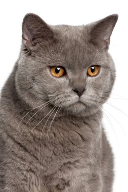 Close up of a british shorthair (10 months old) clipart