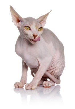 Sphynx kedi yavrusu (5 aylık)