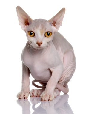 Sphynx kedi yavrusu (5 aylık)