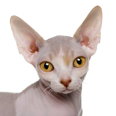 Sphynx kedi yavrusu (5 aylık yakın çekim)