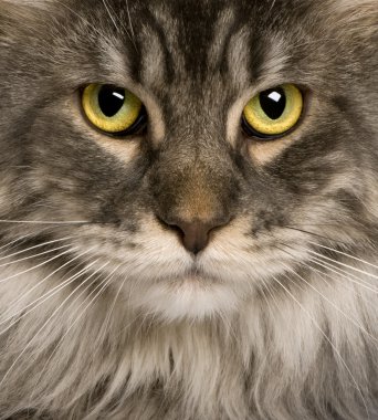 Bir Maine Coon (2 yıl eski yakın çekim)