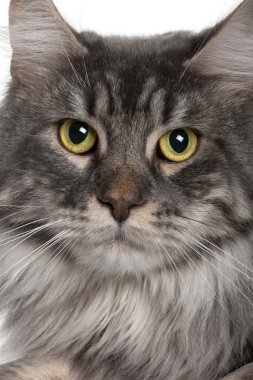 Bir Maine Coon (2 yıl eski yakın çekim)