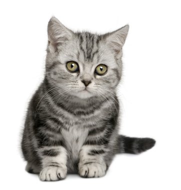 British Shorthair kitten (10 months old) clipart