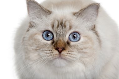 Close up of a Ragdoll (10 months old) clipart