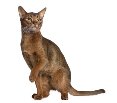 Abyssinian (9 months old) clipart