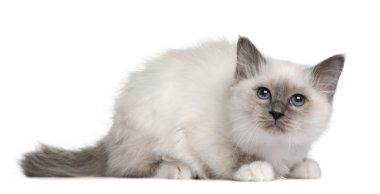 Birman yavru kedi (3 aylık)