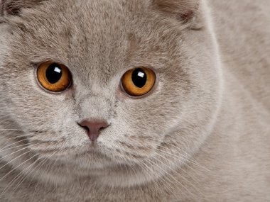 Close up of a british shorthair (9 months old) clipart