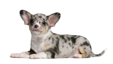 Mavi merle chihuahua köpek yavrusu, 8 hafta yaşlı, beyaz arka plan oturan