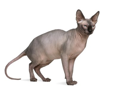 sphynx kedi, 1 yaşında, beyaz arka plan duran