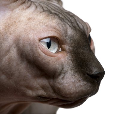 sphynx kedi, 1 yıl beyaz arka plan eski, yakın çekim