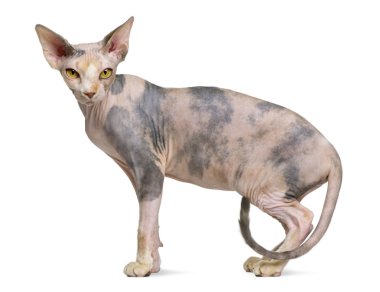 Sphynx cat, 1 year old, standing in front of white background clipart