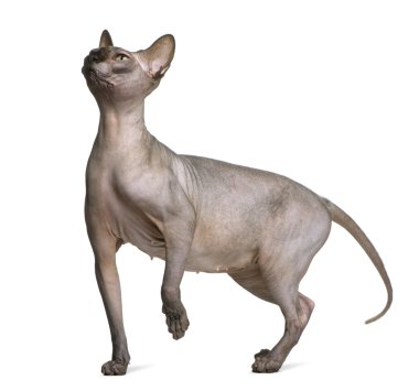 sphynx kedi, 1 yaşında, beyaz arka plan duran