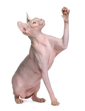 Sphynx cat, 1 year old, sitting in front of white background wit clipart