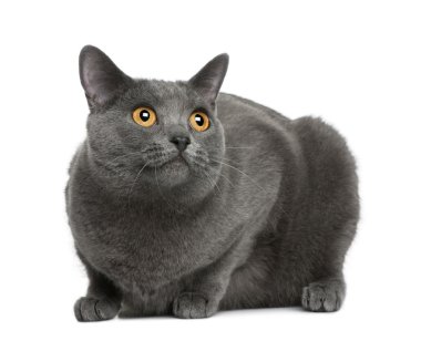 Chartreux kedi, 20 ay yaşlı, önünde oturan arka plan beyaz.