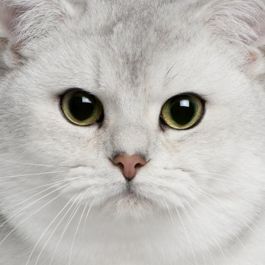 Close-up of British shorthair cat, 9 months old clipart