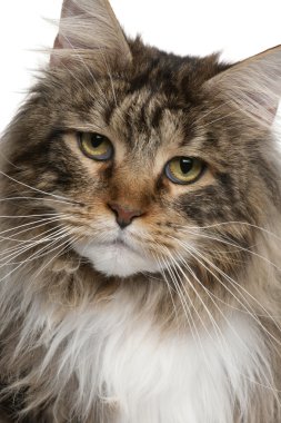 maine coon, 2 yıl yaşlı, beyaz arka plan yakın çekim