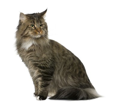 Maine coon, 2 yıl yaşlı, önünde oturan arka plan beyaz.