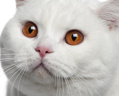 Close-up of British shorthair cat, 15 months old clipart