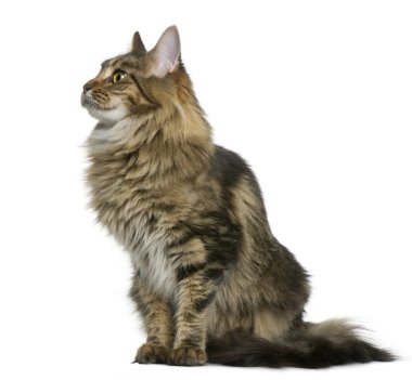 Maine coon, 1 yaşında, beyaz arka plan oturan