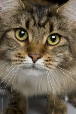 Close-Up maine coon, 1 yaşında