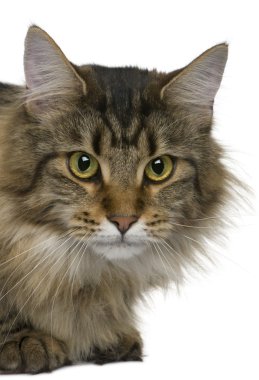 Maine coon, 1 yıl beyaz arka plan eski,