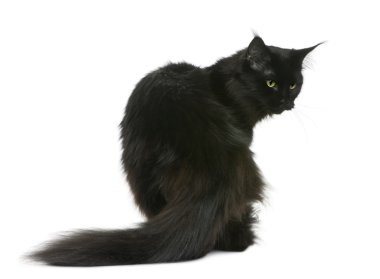 Maine coon, 3 yıl yaşlı, önünde oturan arka plan beyaz.