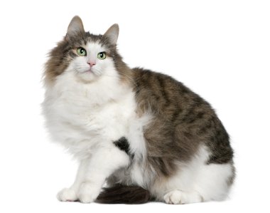 Norwegian Forest Cat, 4 years old, sitting in front of white background clipart